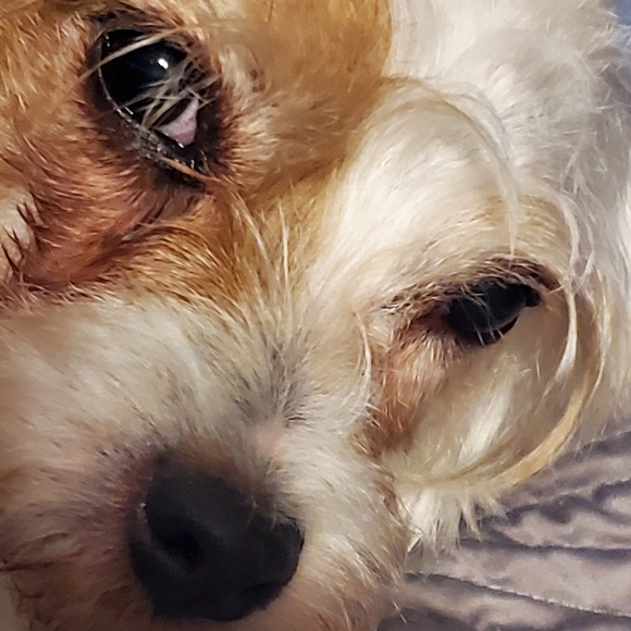 Loki LittleBear 2006-2020 (RSVP delayed shipments) - Picture 10 of 14